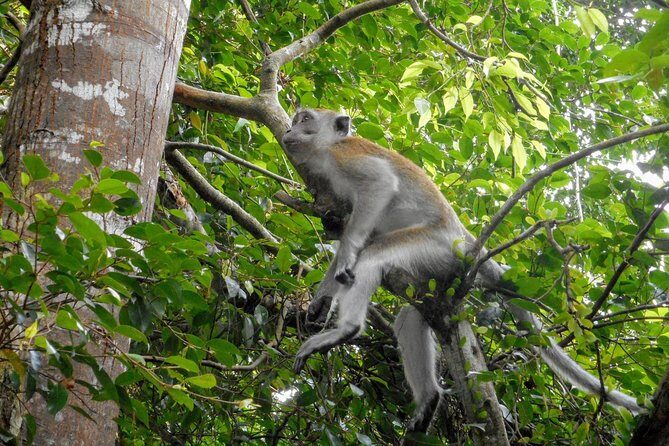 Private Transfer: Kuala Lumpur to Taman Negara National Park (Kuala Tahan Jetty) - FAQ