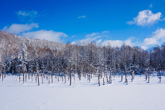 Private Transfer New Chitose Airport to Hokkaido Attractions - Frequently Asked Questions