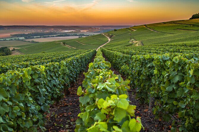 Private Transfer: Reims / Champagne to Paris Airport CDG by Van - Who Would Benefit Most?