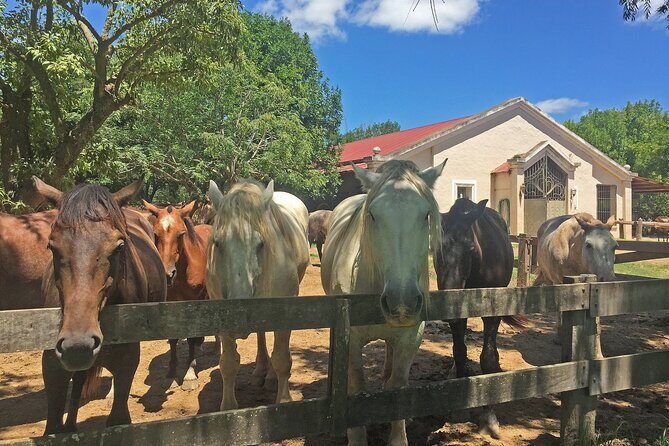 Private Transfer: Round trip transfer from/to EZE International Airport - In-Depth Review of the Buenos Aires Private Airport Transfer