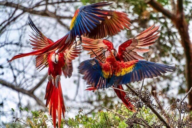 Private Transfer: San José Airport to Puerto Viejo / Cahuita - The Food and Local Flavor Stops