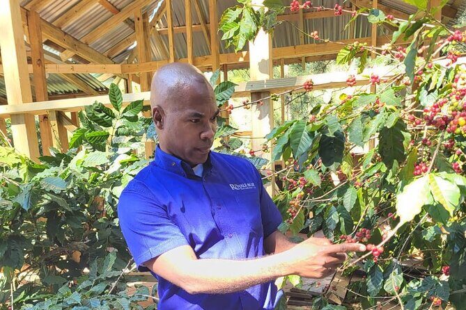 Private Transfer To & From New Kingston to Norman Manley Airport - The Sum Up