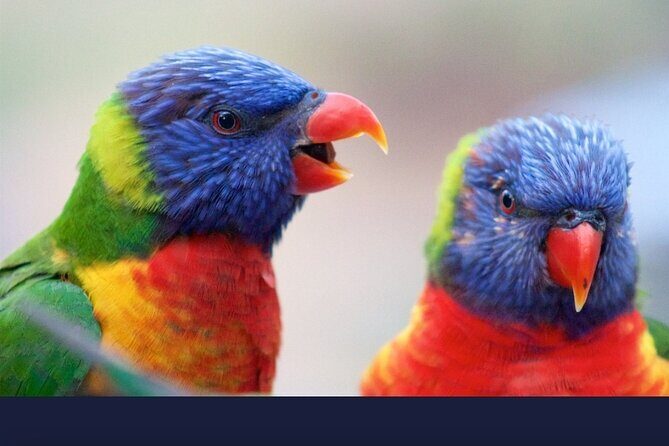 Private Transfers From Brisbane to Gold Coast - What to Expect on Your Transfer