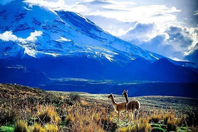 Private Transportation Mariscal Sucre Airport to Baños de Agua Sant - Who Is This Transfer Best For?