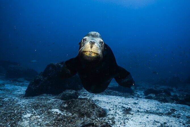 Private Trip Espiritu Santo Island - FAQ