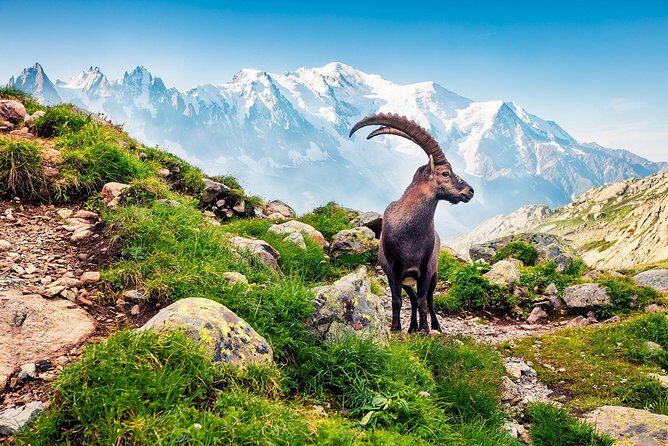 Private Trip from Geneva to Swiss Riviera Montreux & Chamonix - FAQ