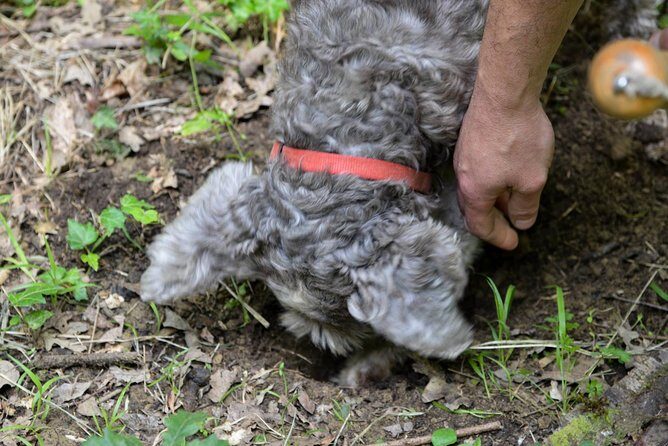 Private Truffle Hunting in Chianti - Private Truffle Hunting in Chianti: A Genuine Taste of Tuscany