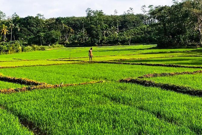 Private Tuk-Tuk Village Tour - From Bentota Hotels - Who Will Enjoy This Tour?