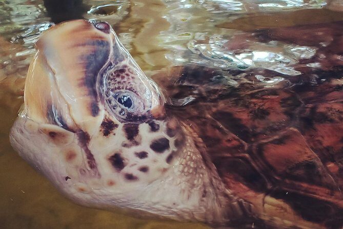 Private Tuk-Tuk Village Tour - From Bentota Hotels - FAQ