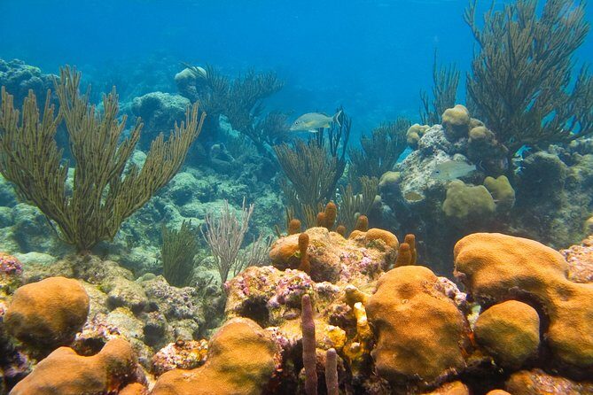 Private Turtle Discovery in Akumal - FAQ Section