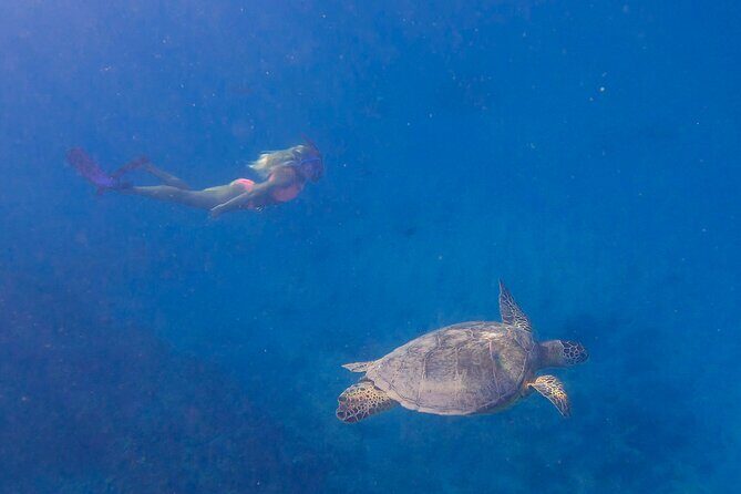 Private Turtle Snorkel & Cruise Waikiki - Final Thoughts