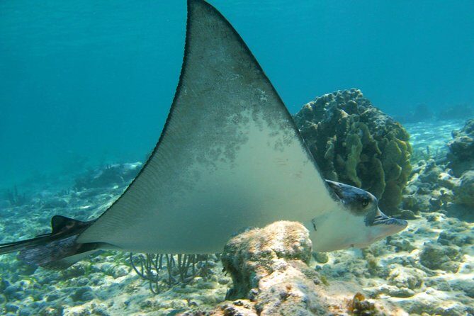 Private Turtles Express - FAQ