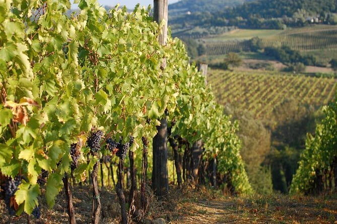Private Tuscany Day Tour: San Gimignano and Chianti Wine Region from Florence - Practical Insights and Final Thoughts