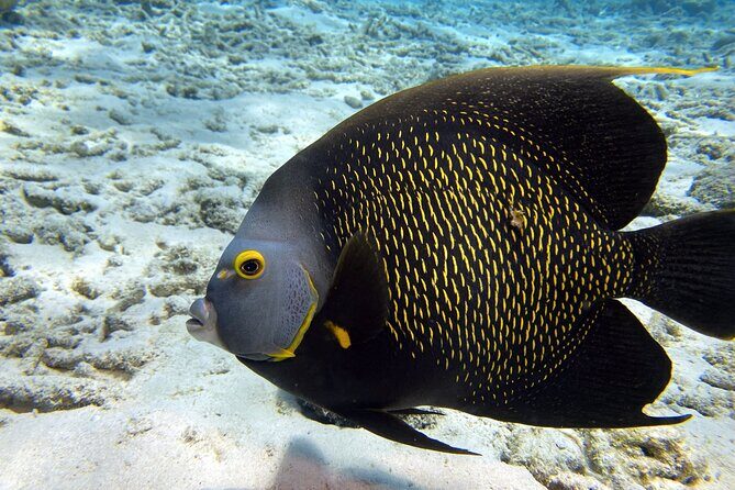 Private Two-Tank Shore Dive for Solo Cruise Travelers in Bonaire - The Sum Up