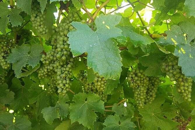 Private Txakoli Wine Tour through the Coast from San Sebastian - In-Depth Review of the Private Txakoli Wine Tour