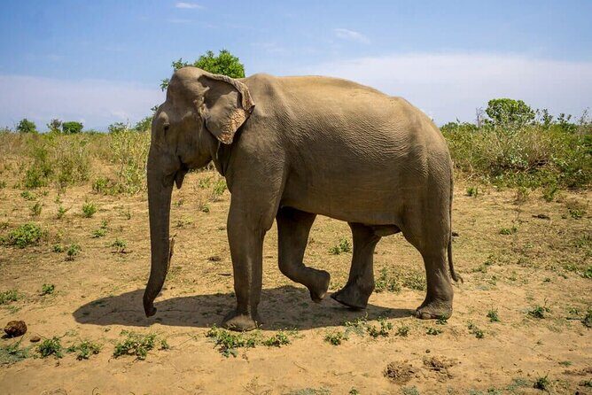 Private Udawalawa Safari Plus Elephant Transit Home Day Trip - Exploring the Tour in Detail