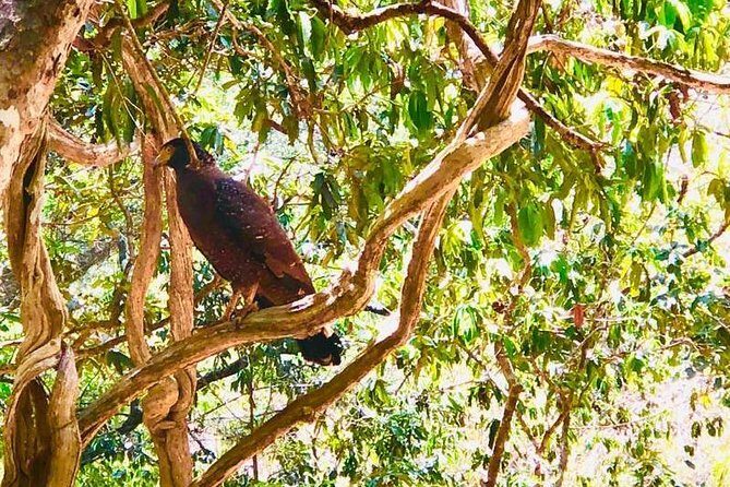 Private Udawalawe Nationalpark Jeep-Safari - FAQ