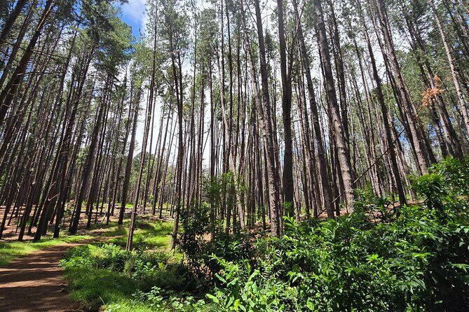 Private Upcountry Hiking Tour - A personalized journey through Maui’s upcountry forests