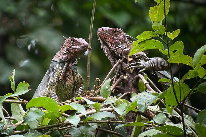 Private Urban Wildlife City Tour from Manuel Antonio to Quepos - Experience the Wild Side of Costa Rica’s Urban Spaces