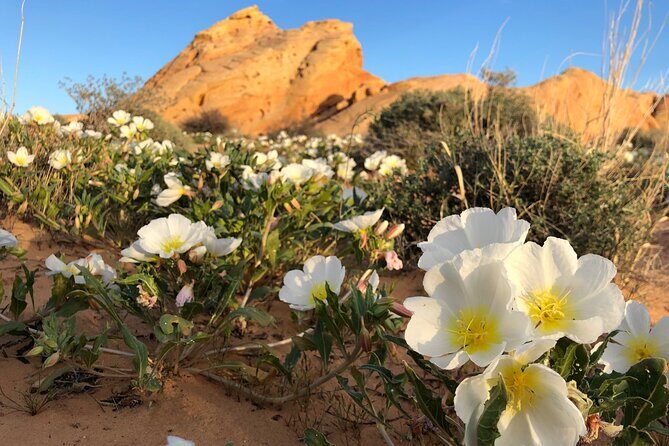 Private Valley of Fire Hiking and Sightseeing Adventure - An In-Depth Look at the Valley of Fire Private Tour