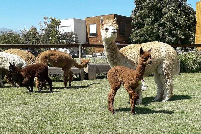 Private Valparaiso, Nautic Visit Penguins Island & Horse Riding - Key Points