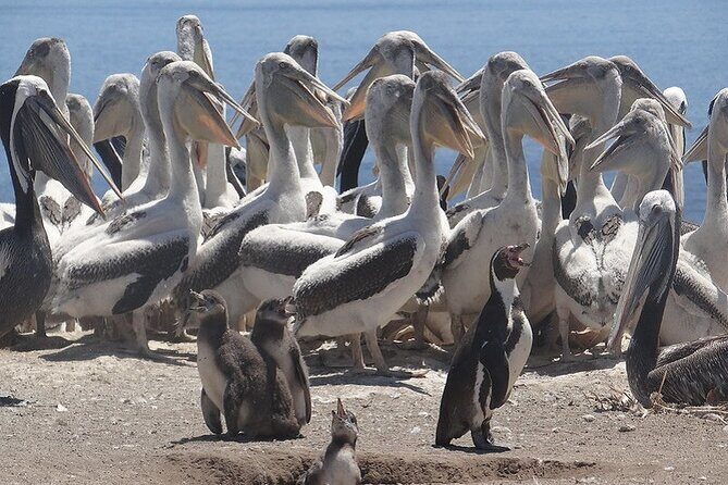 Private Valparaiso, Nautic Visit Penguins Island & Horse Riding - Final Thoughts