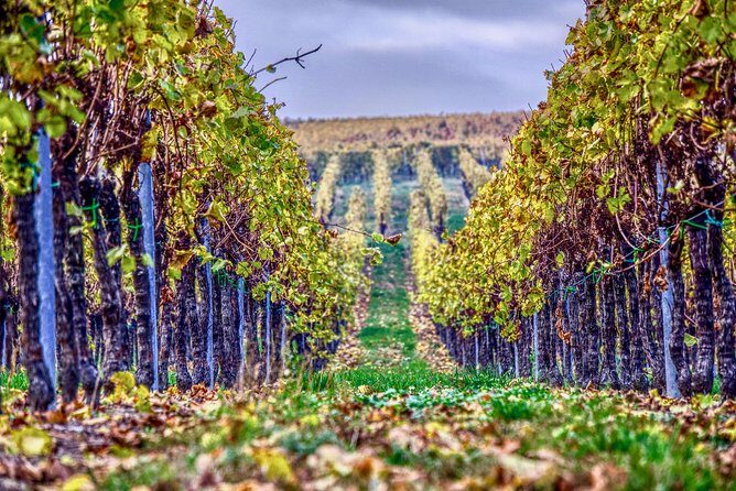 Private Valpolicella Day Trip from Venice: Wine Tasting and Verona - Key Points