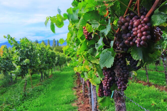 Private Valpolicella Day Trip from Venice: Wine Tasting and Verona - A Well-Rounded Day Trip: Scenic Drive and Authentic Experiences