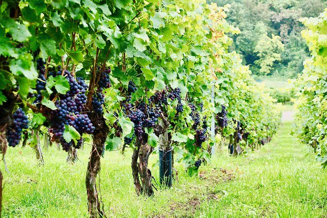 Private Valpolicella Day Trip from Venice: Wine Tasting and Verona - Authenticity and Authentic Experiences