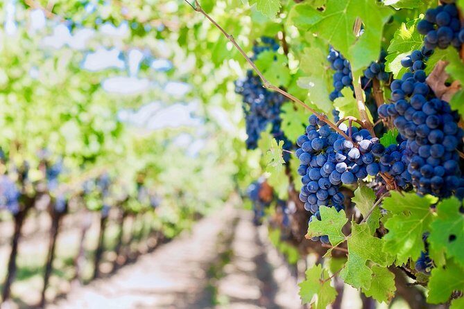 Private Valpolicella Day Trip from Venice: Wine Tasting and Verona - FAQ