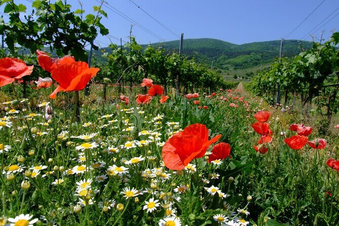 Private Vienna Woods Wine Tour - A Private Journey into Vienna’s Wine Country