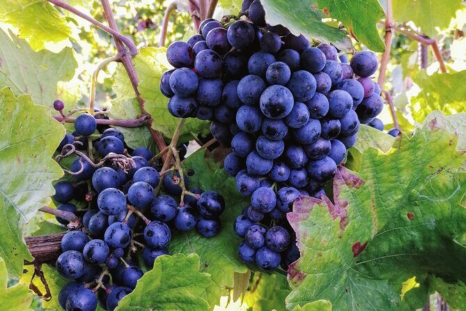 Private Vienna Woods Wine Tour - Frequently Asked Questions