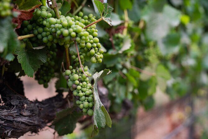 Private Vineyard Tour and Wine Tasting - Why This Tour Might Be Perfect for You