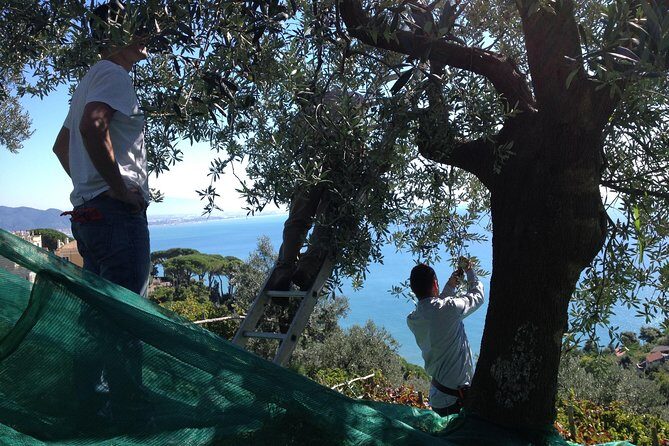 Private Vineyard Visit: Wine Tasting, Local Delicacies & Ceramics - A Closely Curated Itinerary