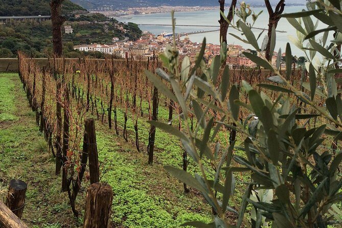Private Vineyard Visit: Wine Tasting, Local Delicacies & Ceramics - Practical Tips for Making the Most of Your Tour