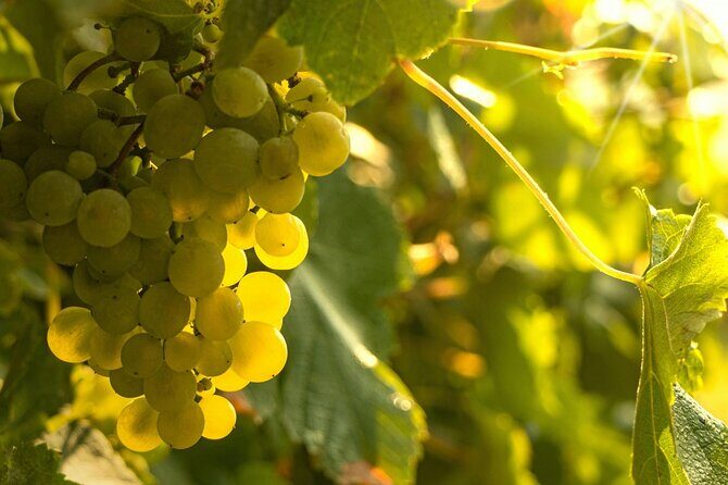 Private Vinho Verde Region Wine Tour from Porto Including Lunch - Exploring Portugal’s Green Wine Region