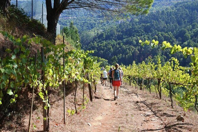 Private Vinho Verde Region Wine Tour from Porto Including Lunch - A Hearty Portuguese Lunch