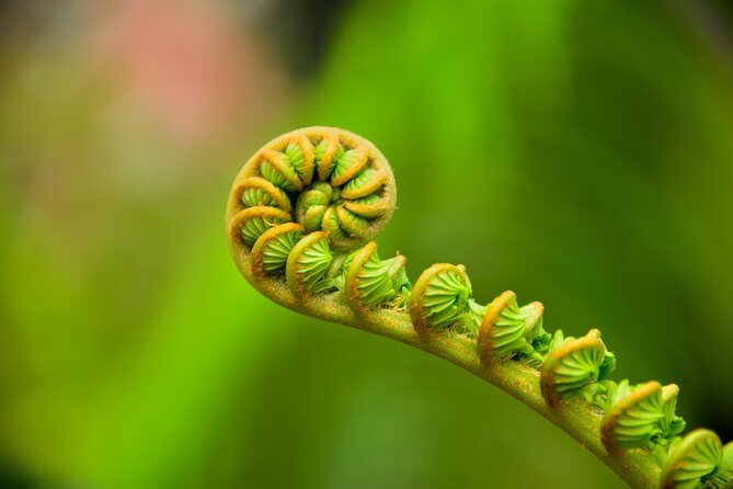 Private VIP Adventure from Kona or Waikoloa - Who Will Love This Tour?