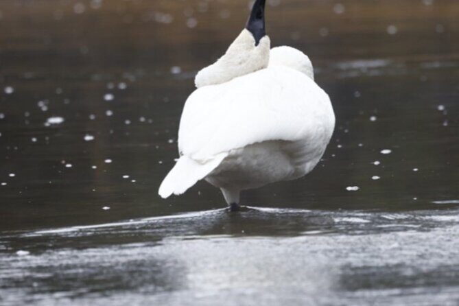 Private/VIP Wildlife Winter Safari of Yellowstone - Exploring Yellowstone’s Winter Wilderness