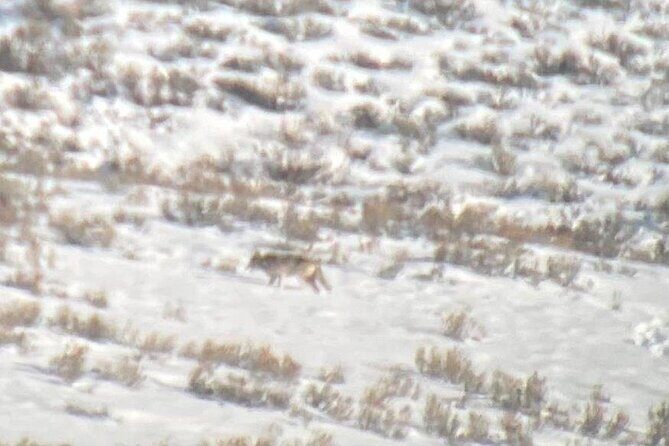 Private/VIP Wildlife Winter Safari of Yellowstone - Frequently Asked Questions