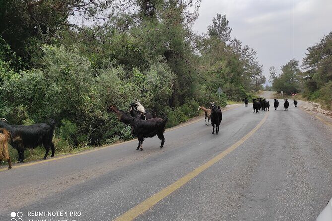 Private walk like a local Bodrum tour - Exploring Bodrum on a Private, Local-Style Walk