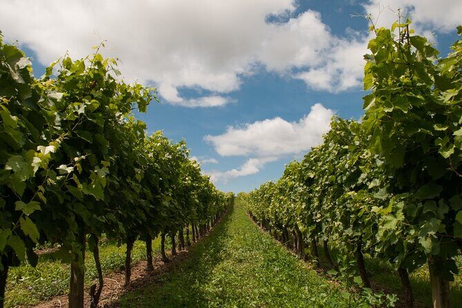 Private Walking Tour in Baden Neuweirs Vineyard - The Sum Up: Who Will Love This Tour?