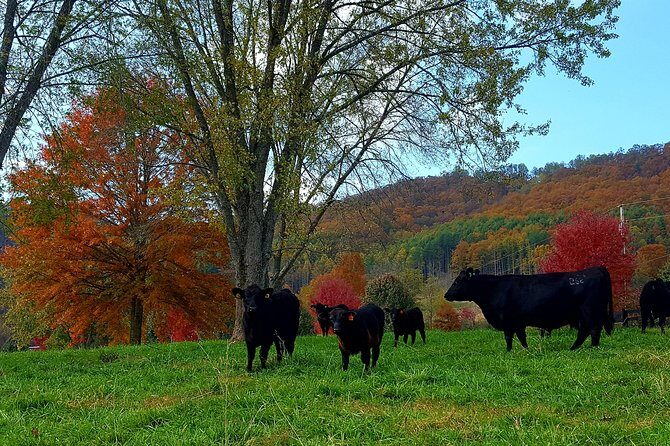 Private Walking Tour of a Real Working Cattle Ranch - The Sum Up