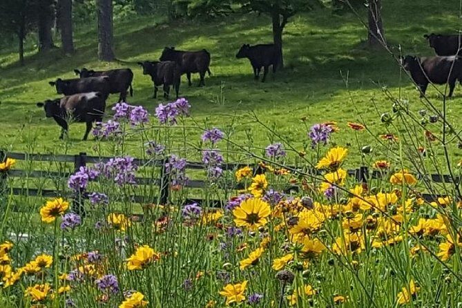 Private Walking Tour of a Real Working Cattle Ranch - FAQ