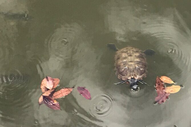 Private Walking Tour of the Shah Alam Lake Gardens with Pick Up and Lunch - Exploring Shah Alam Lake Gardens: A Genuine Look