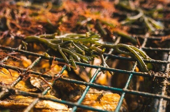 Private West Passage Oyster Tasting Aquaculture Tour - Who Would Enjoy This Tour?
