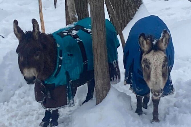 Private Westboro Equine Experience - Key Points