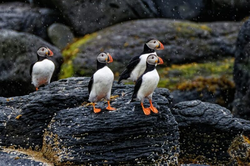 Private Westman Islands with Puffins and Belugas (Up to 8p) - Introduction