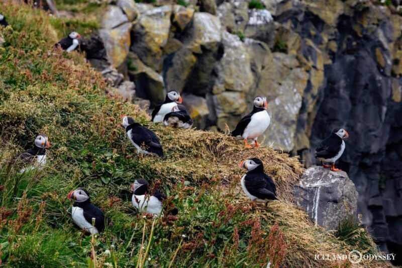Private Westman Islands with Puffins and Belugas (Up to 8p) - Final Thoughts