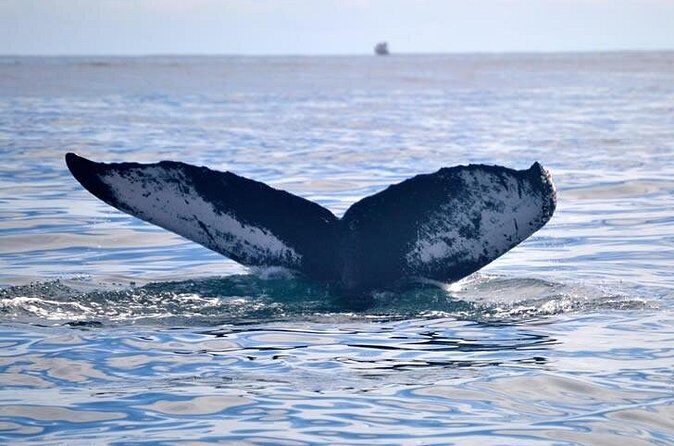 Private Whale and Dolphin Whale Watching Boat Tour - What the Reviews Say